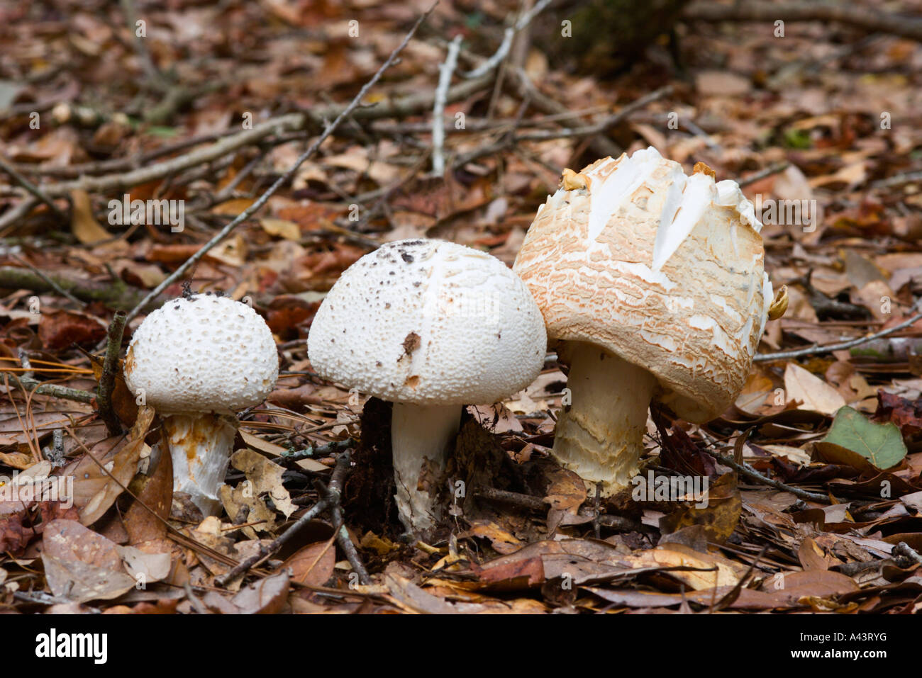 Three mushrooms growing on forest floor in Florida, USA Stock Photo Alamy