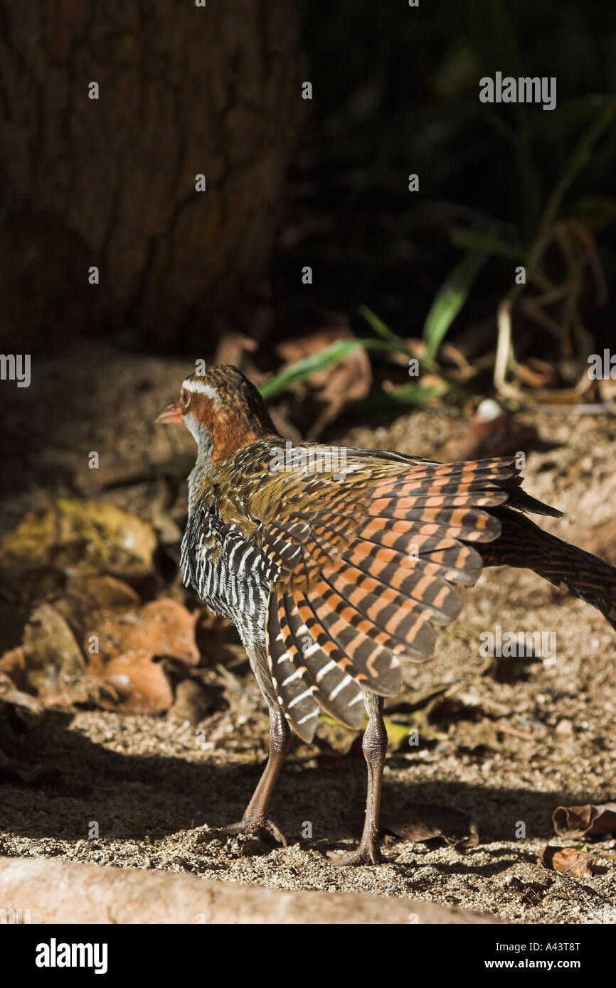 Buff banded rail, rallus philippensis, single adult stretching wing Stock Photo
