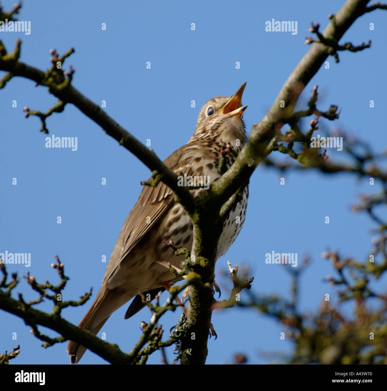 Song Thrush Turdus philomelos in song spring Swaledale Yorkshire Stock Photo