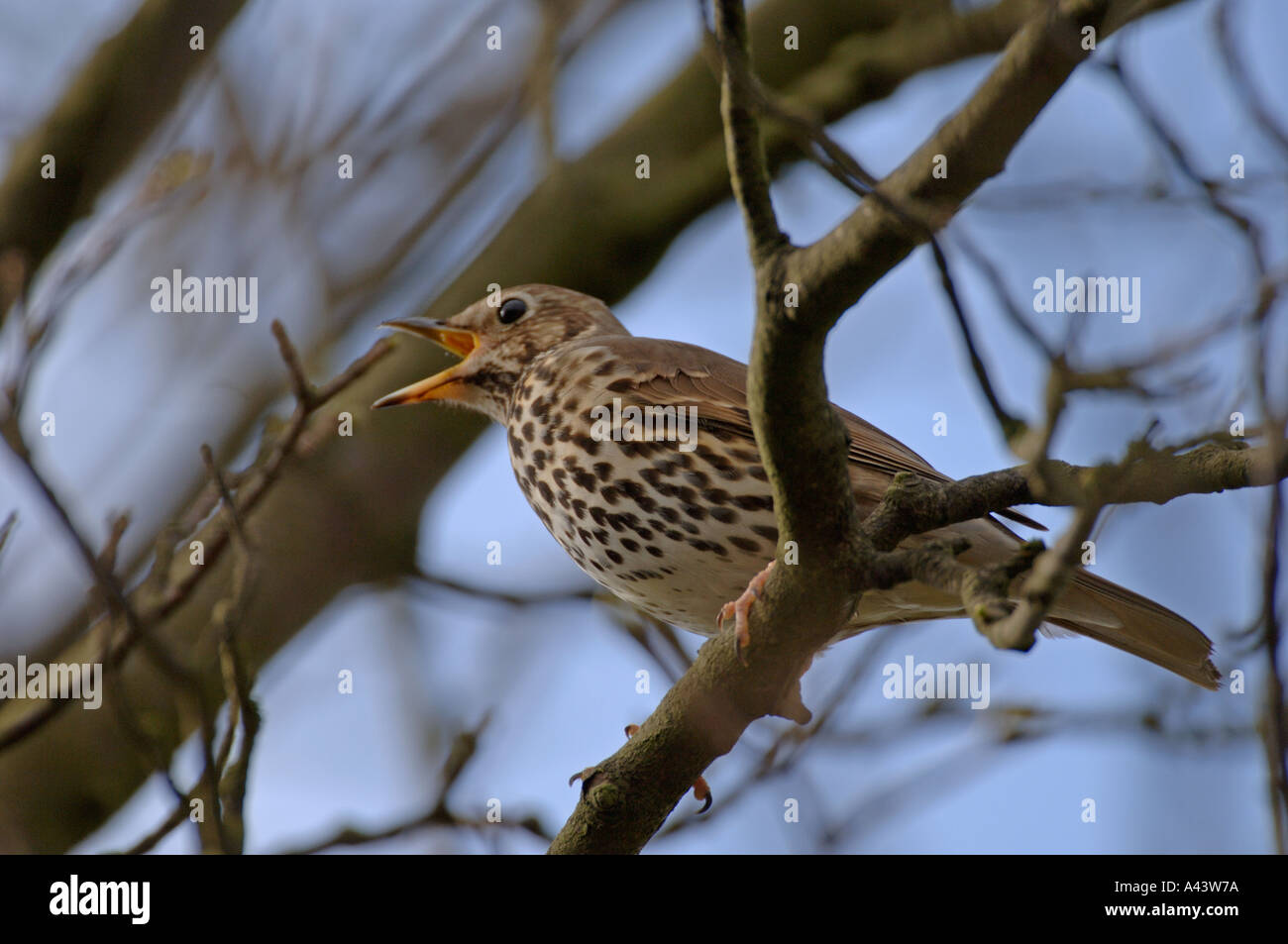 Song Thrush Turdus philomelos in song spring Swaledale Yorkshire Stock Photo