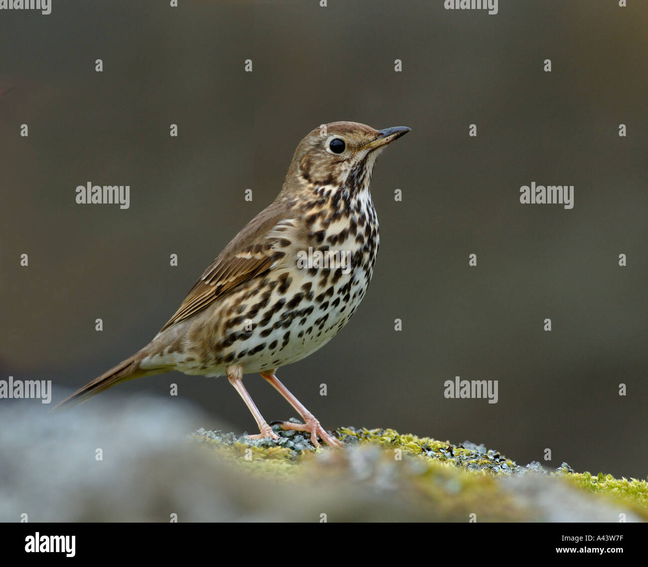 Song Thrush Turdus philomelos spring Swaledale Yorkshire Stock Photo