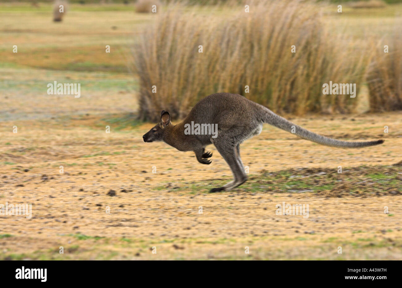 Red-necked, or Bennett's wallaby, macropus rufogriseus, single adult running / jumping Stock Photo