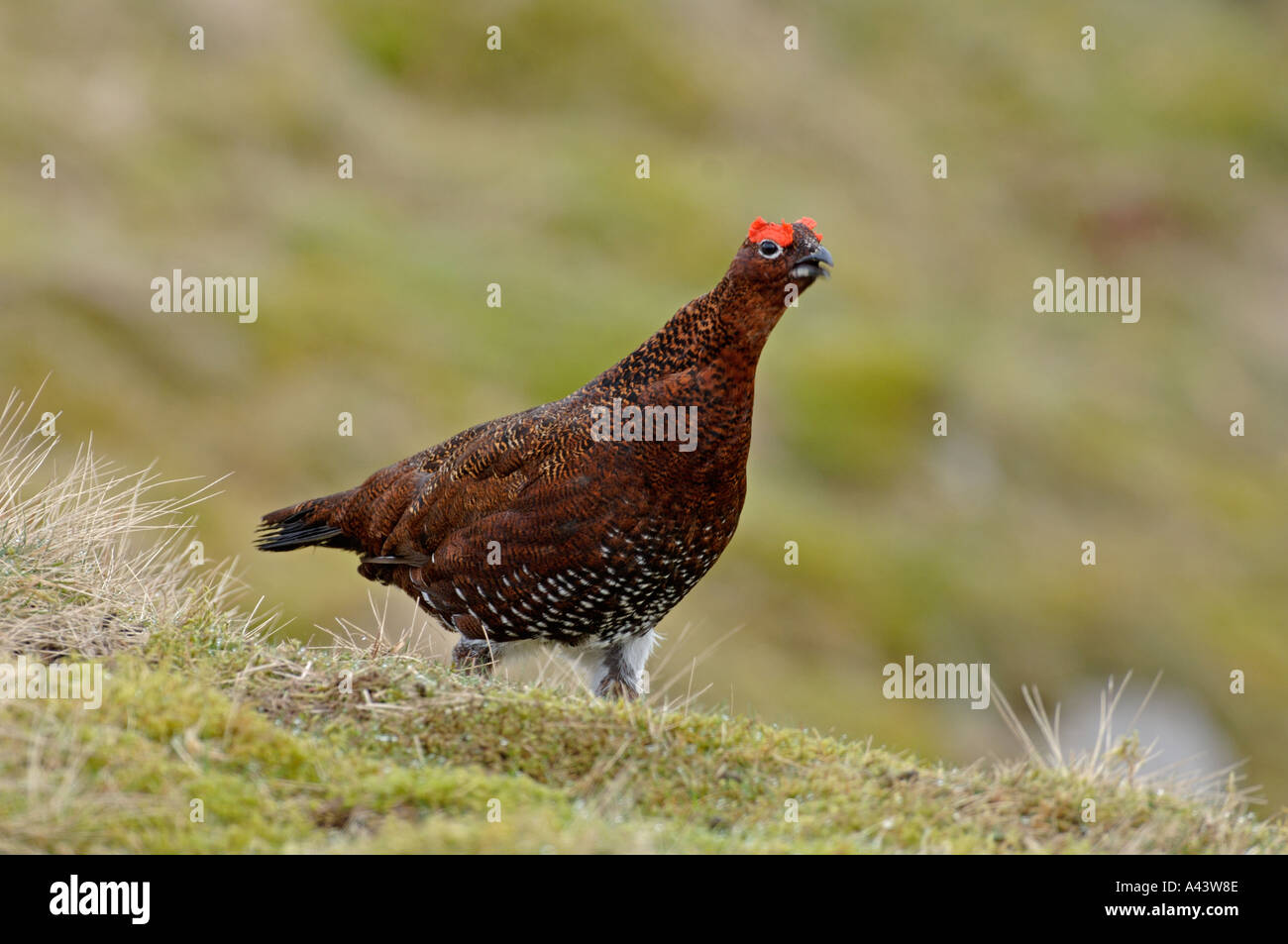 Red Grouse Lagopus lagopus male Swaledale North Yorkshire March Stock Photo