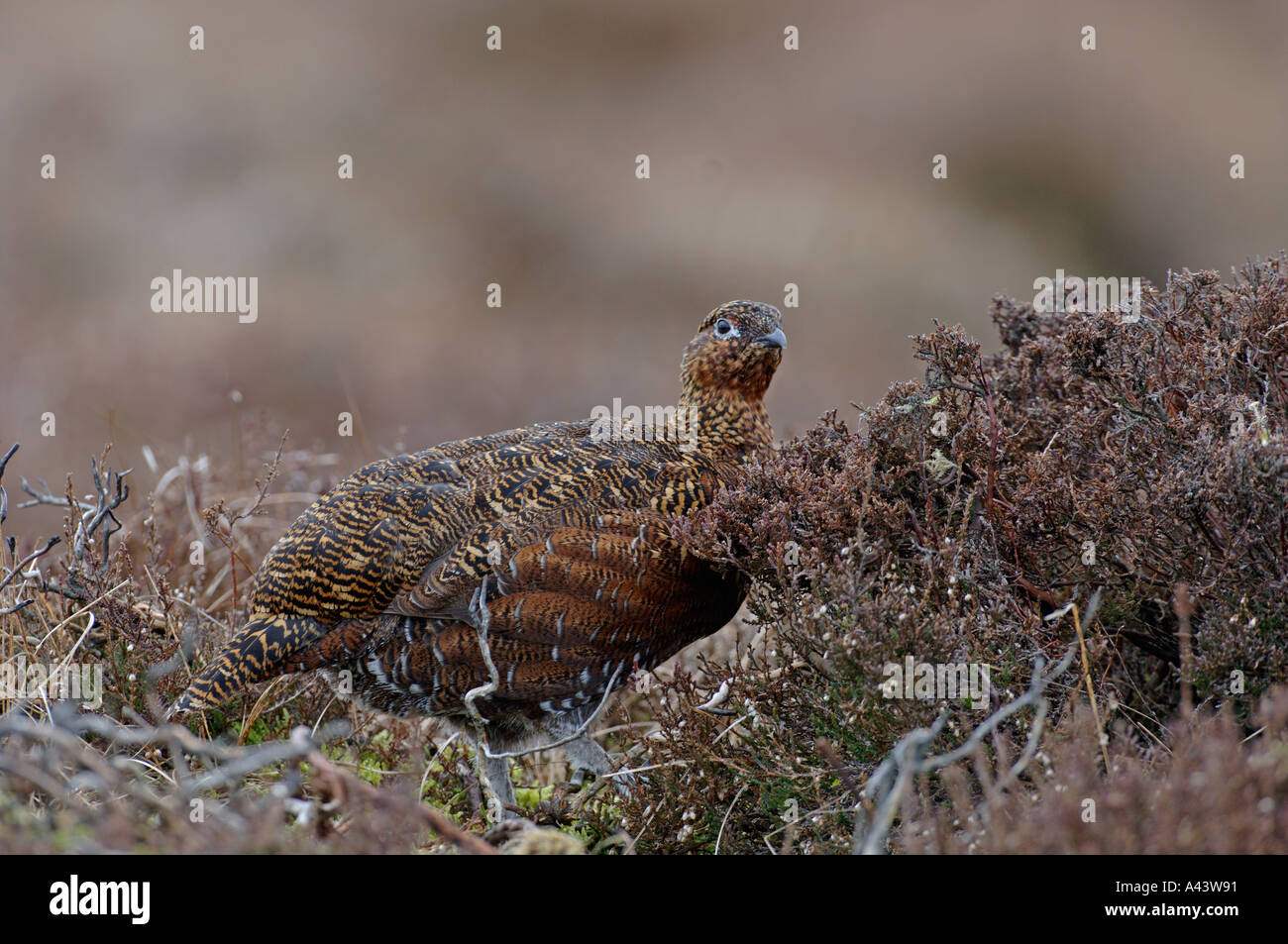 Red Grouse Lagopus lagopus female Swaledale North Yorkshire March Stock Photo