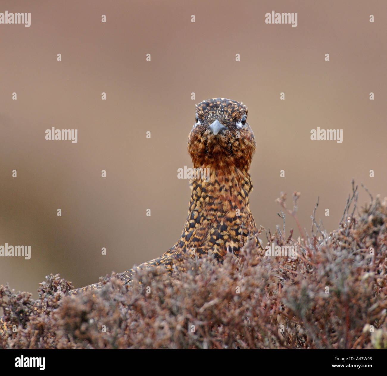 Red Grouse Lagopus lagopus female Swaledale North Yorkshire March Stock Photo