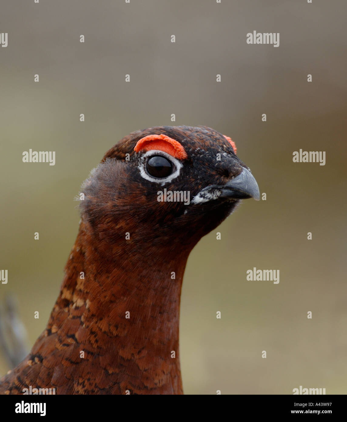 Red Grouse Lagopus lagopus male Swaledale North Yorkshire March Stock Photo