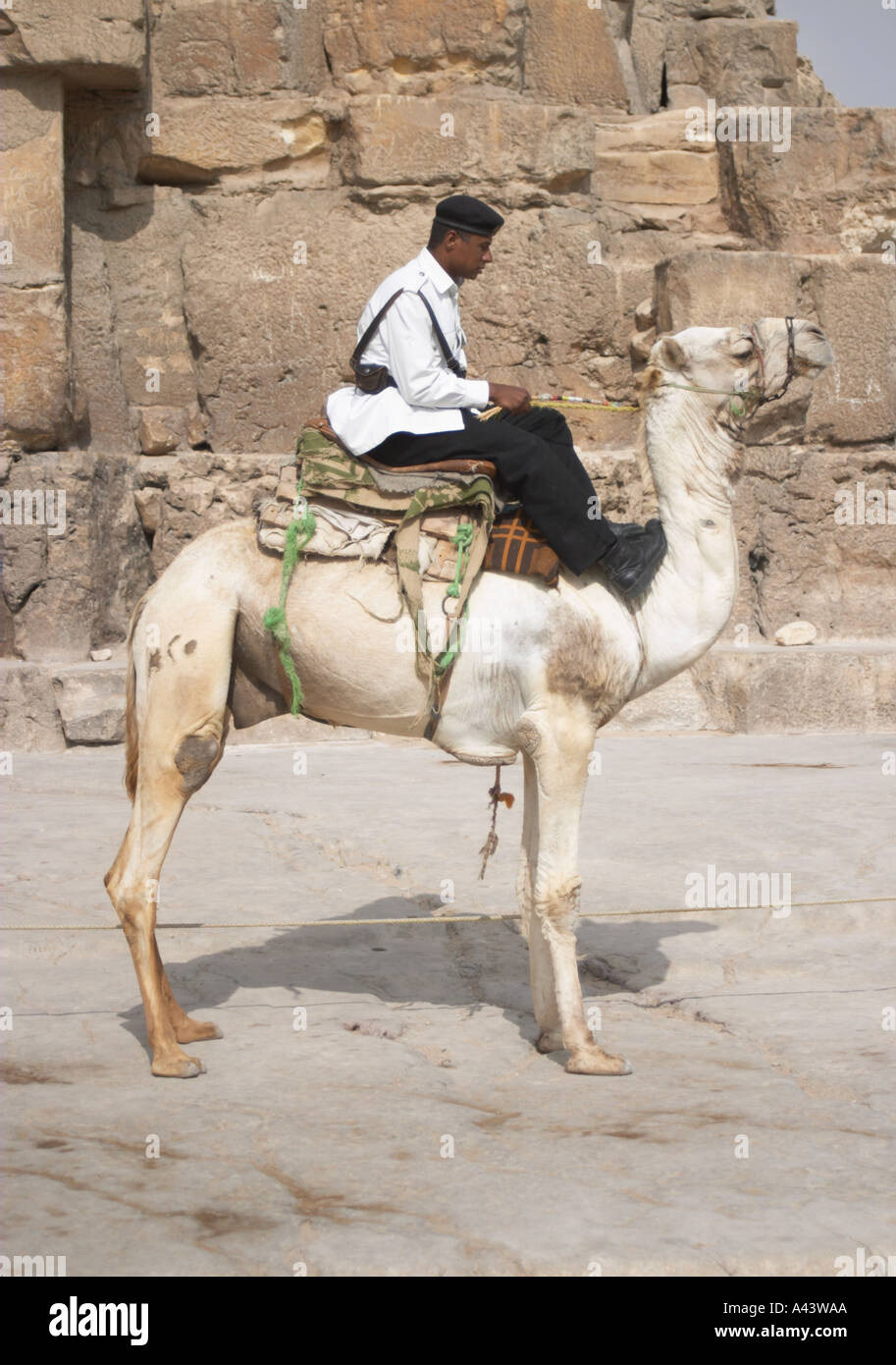 Walid Camel Rider A camel and rider in front of the Great Pyramid of Khufu (Cheops). The ...