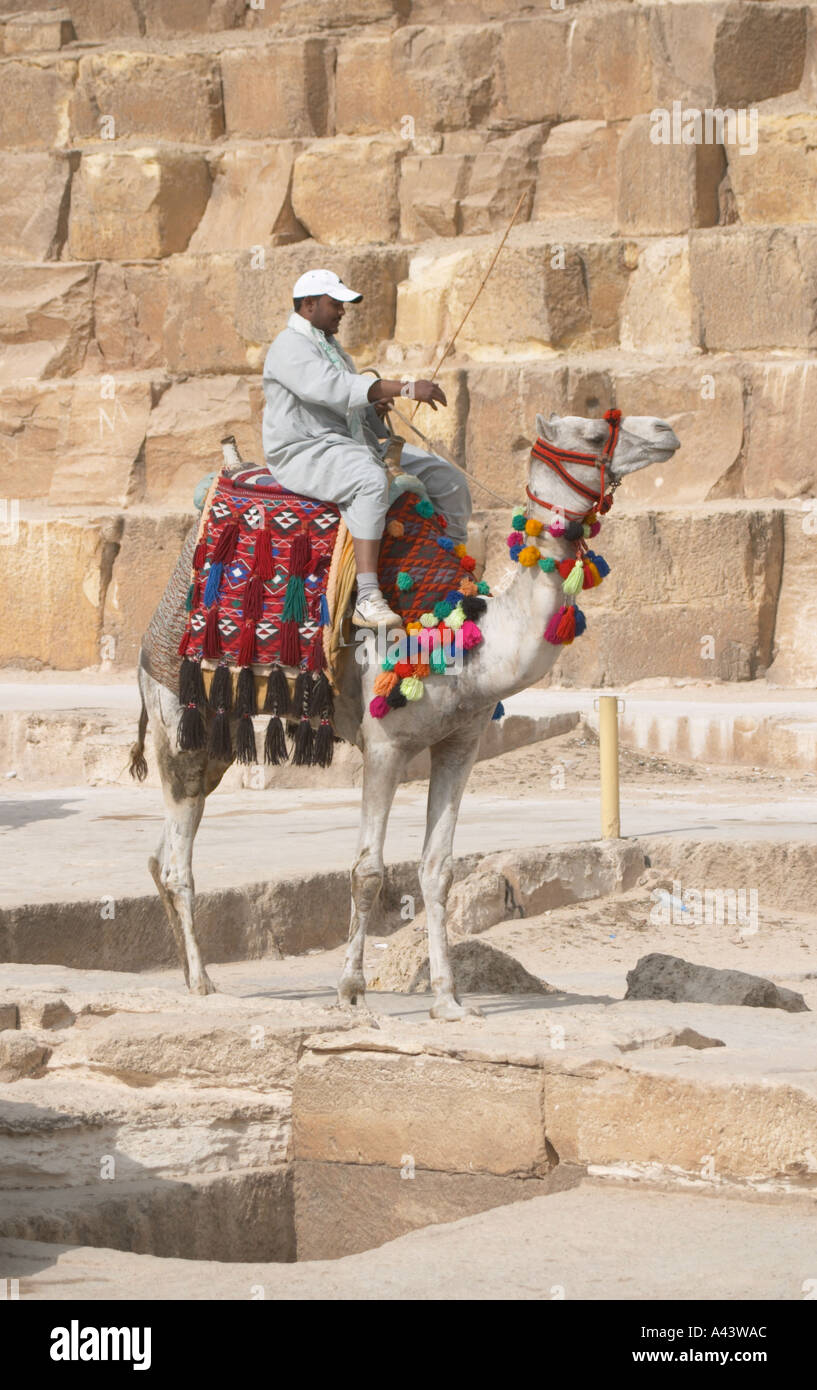 A camel and rider in front of the Great Pyramid of Khufu (Cheops). The ...