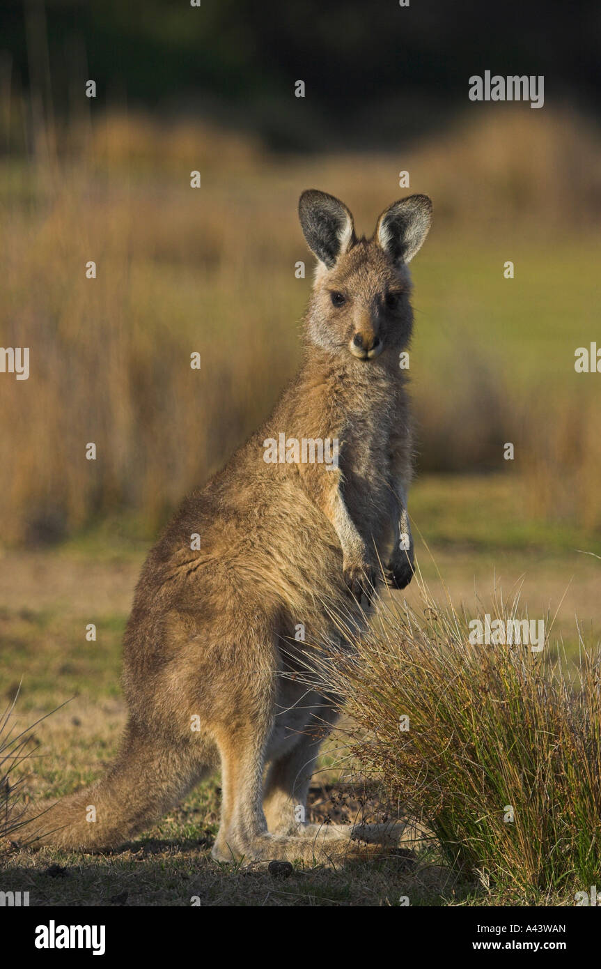 Eastern Grey, or Forester kangaroo, macropus giganteus, single juvenile Stock Photo
