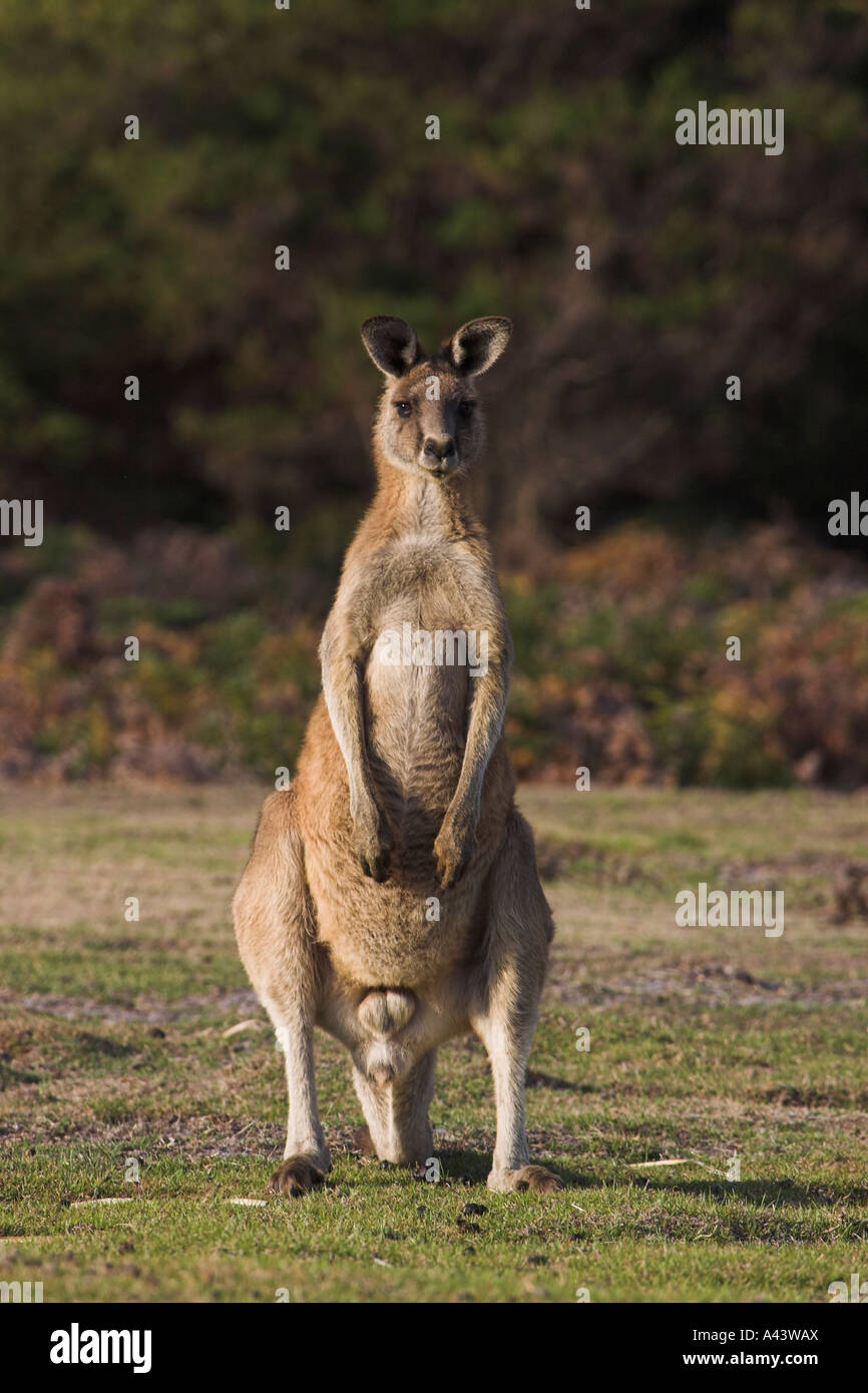 Eastern Grey, or Forester kangaroo, macropus giganteus, single adult Stock Photo