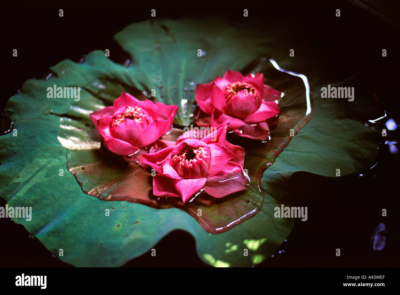 Lotus flowers on a floating leaf Stock Photo