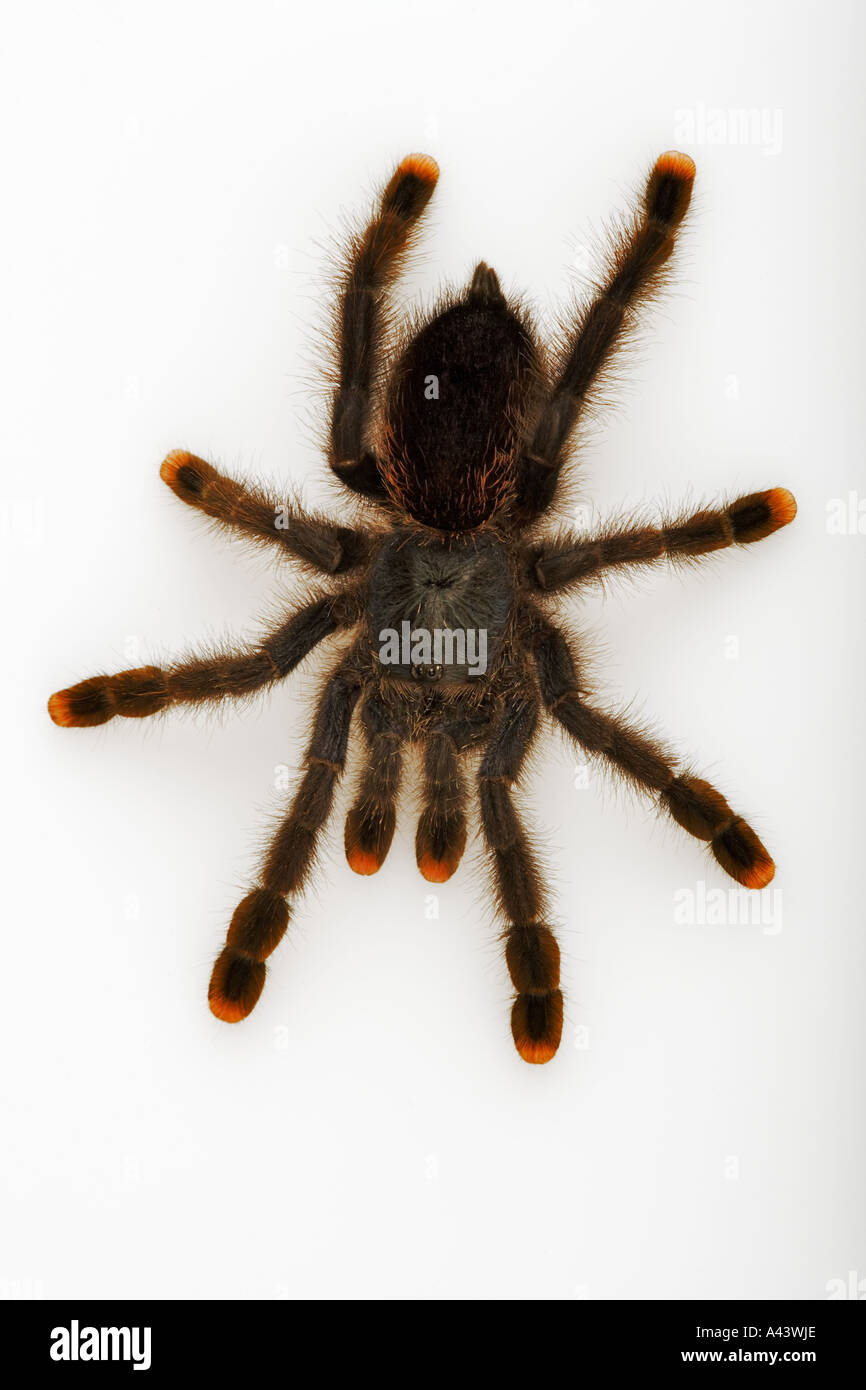 Pink toed Tarantula Avicularia avicularia Arboreal species from rainforests of South America