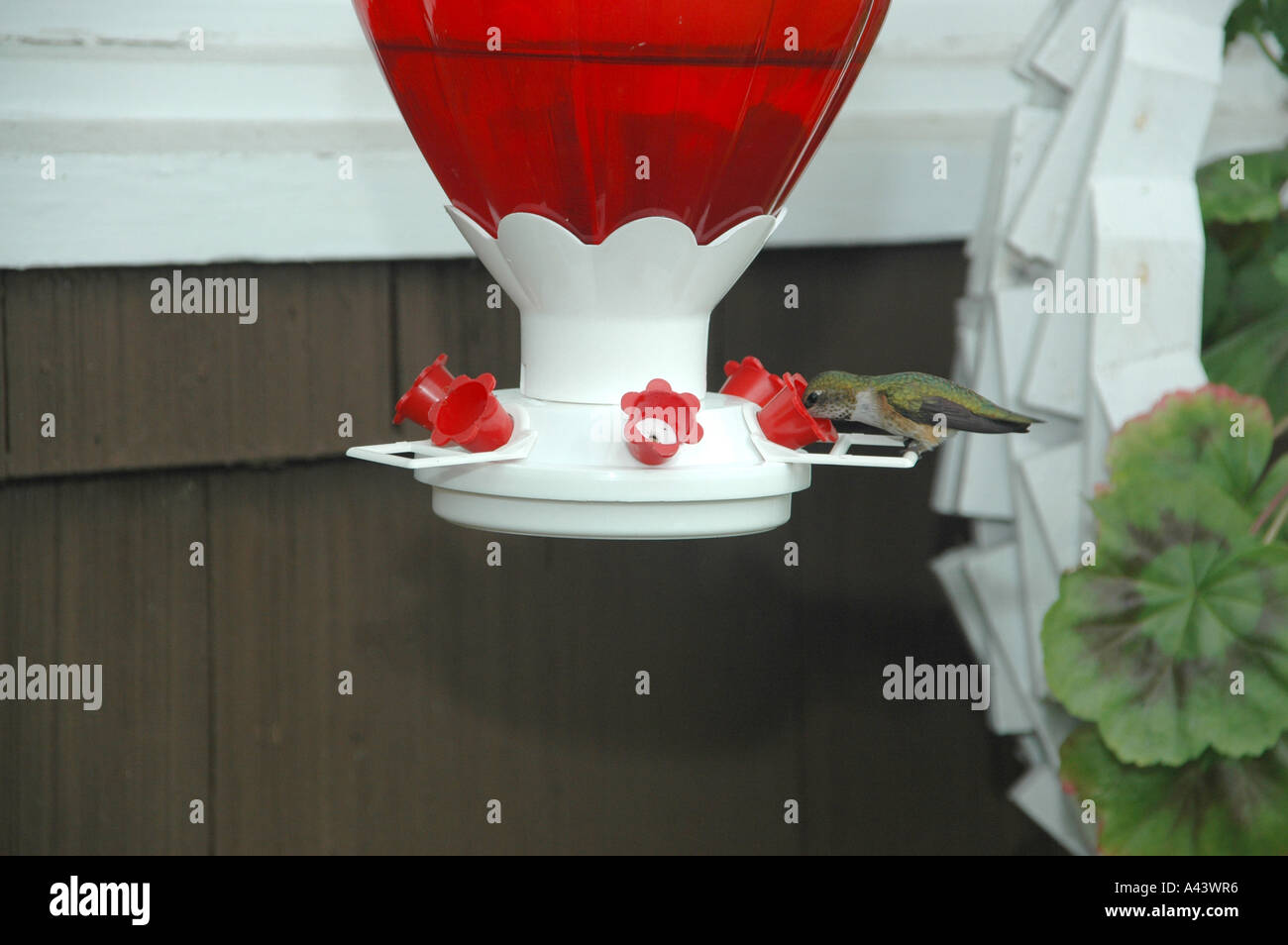 Hummingbird Feeding At Hummingbird Feeder Stock Photo 6242869 Alamy