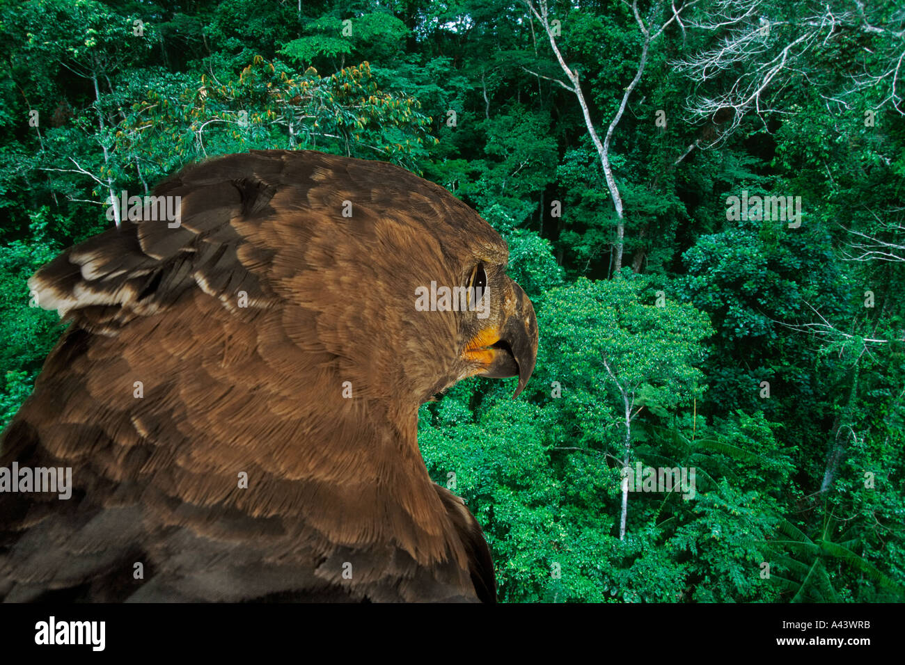 Crowned Eagle Stephanoaetus coronatus Distribution Africa Stock Photo