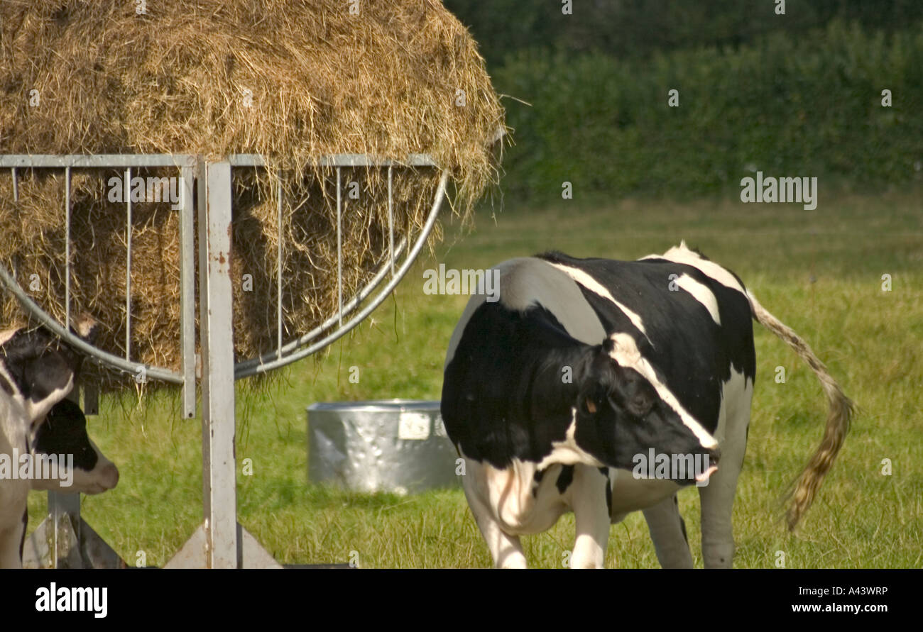 Dairy Cow Feeding Stock Photo - Alamy