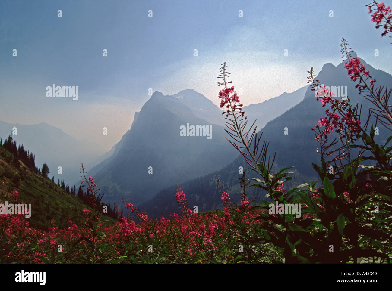 Glacier Mountains and fireweed flowers in smokey fog Glacier National ...