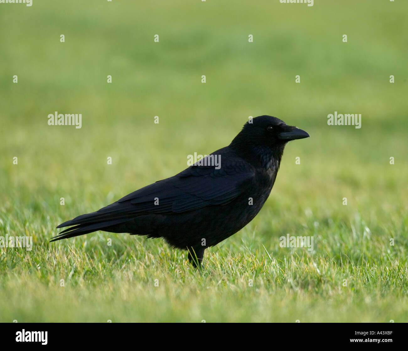 Carrion birds hi-res stock photography and images - Alamy