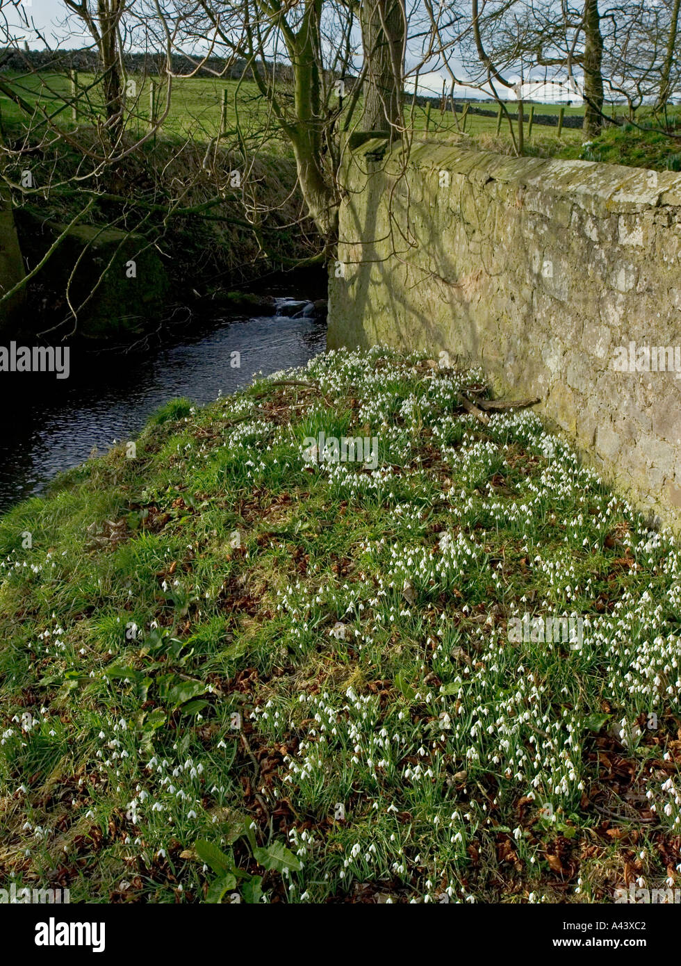 Snowdrops Northumberland February Stock Photo