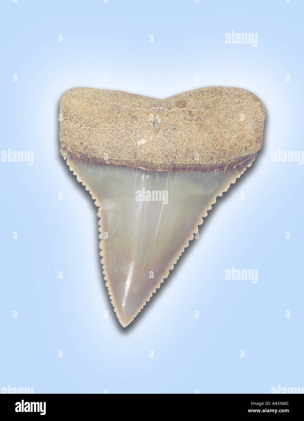 Fossil Peruvian Great White Shark Tooth Stock Photo - Alamy