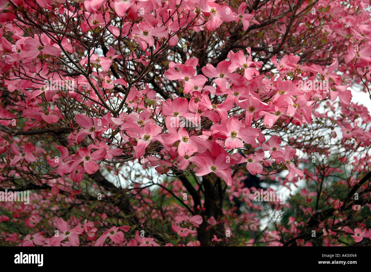 Flowers Blossoming On A Tree Stock Photo
