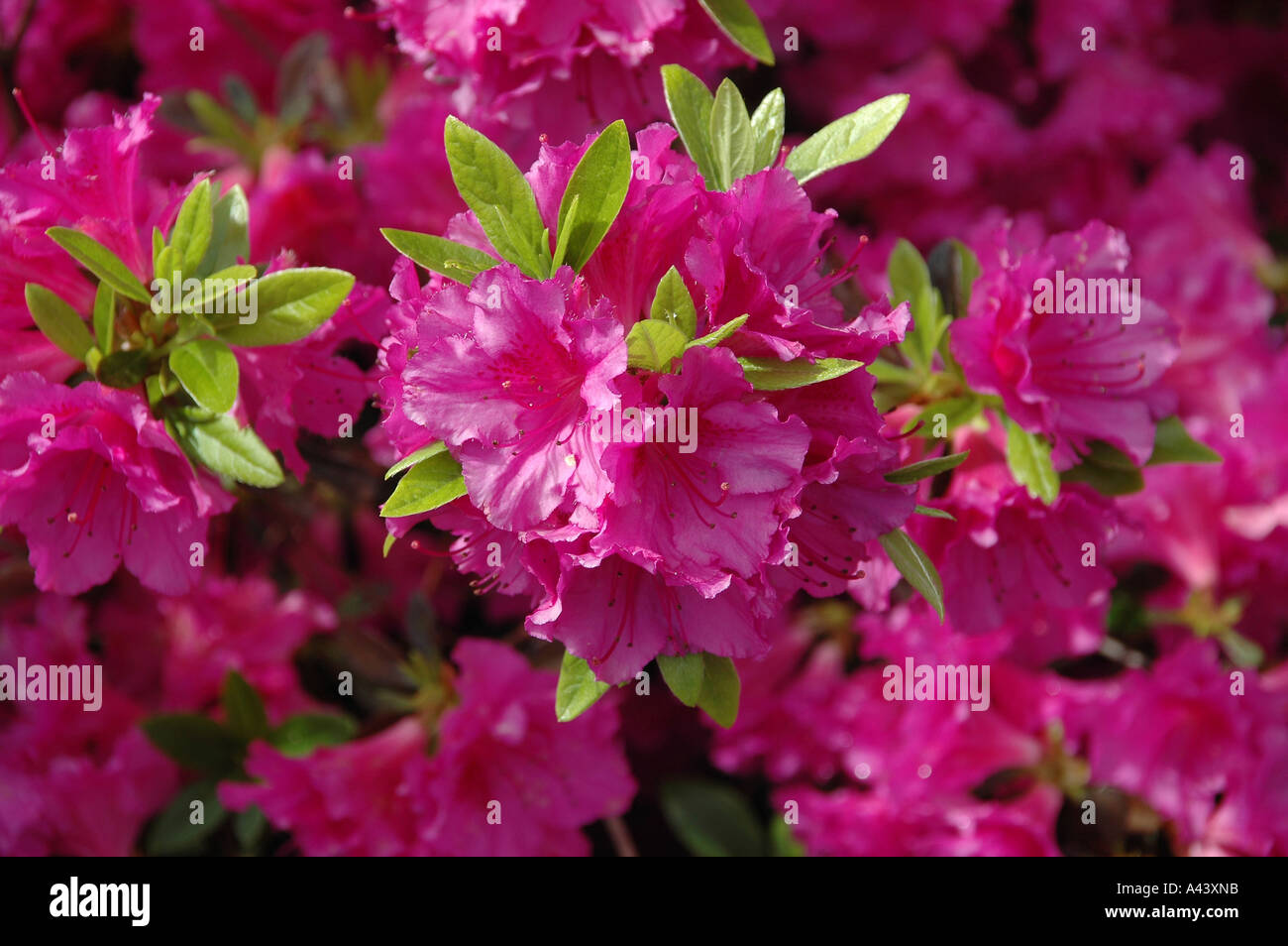 Clusters of Flowers Stock Photo