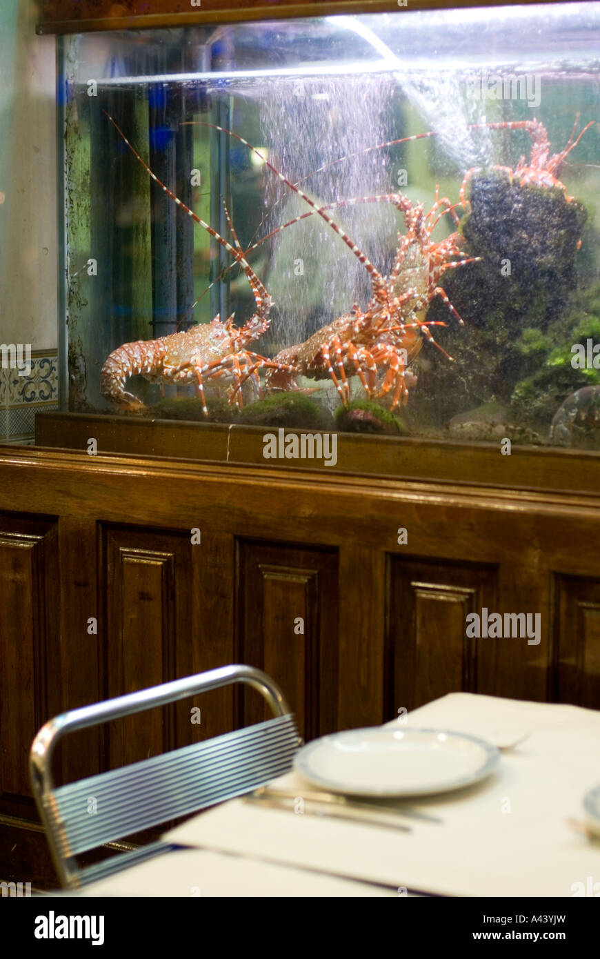 Live lobsters in a fresh seafood restaurant waiting to be eaten in the