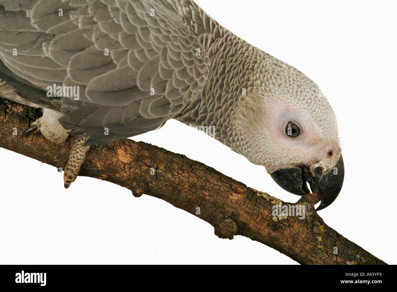 African Grey Parrot Psittacus erithacus Live in flocks of over hundred birds.Traded as pets. Found in Central and West Africa Stock Photo