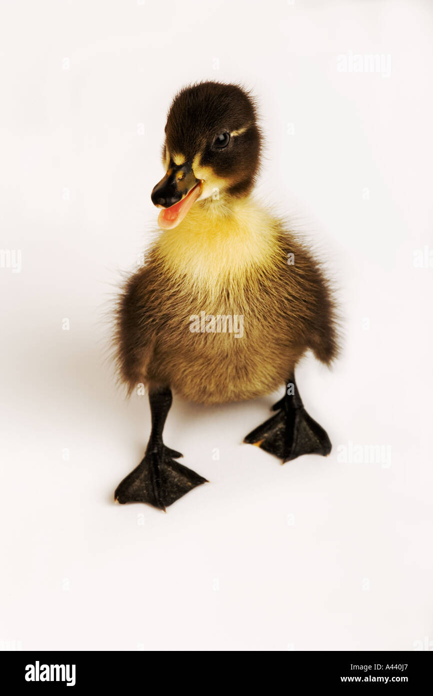 Call Ducks ducklings Small breed of domestic duck developed as calling