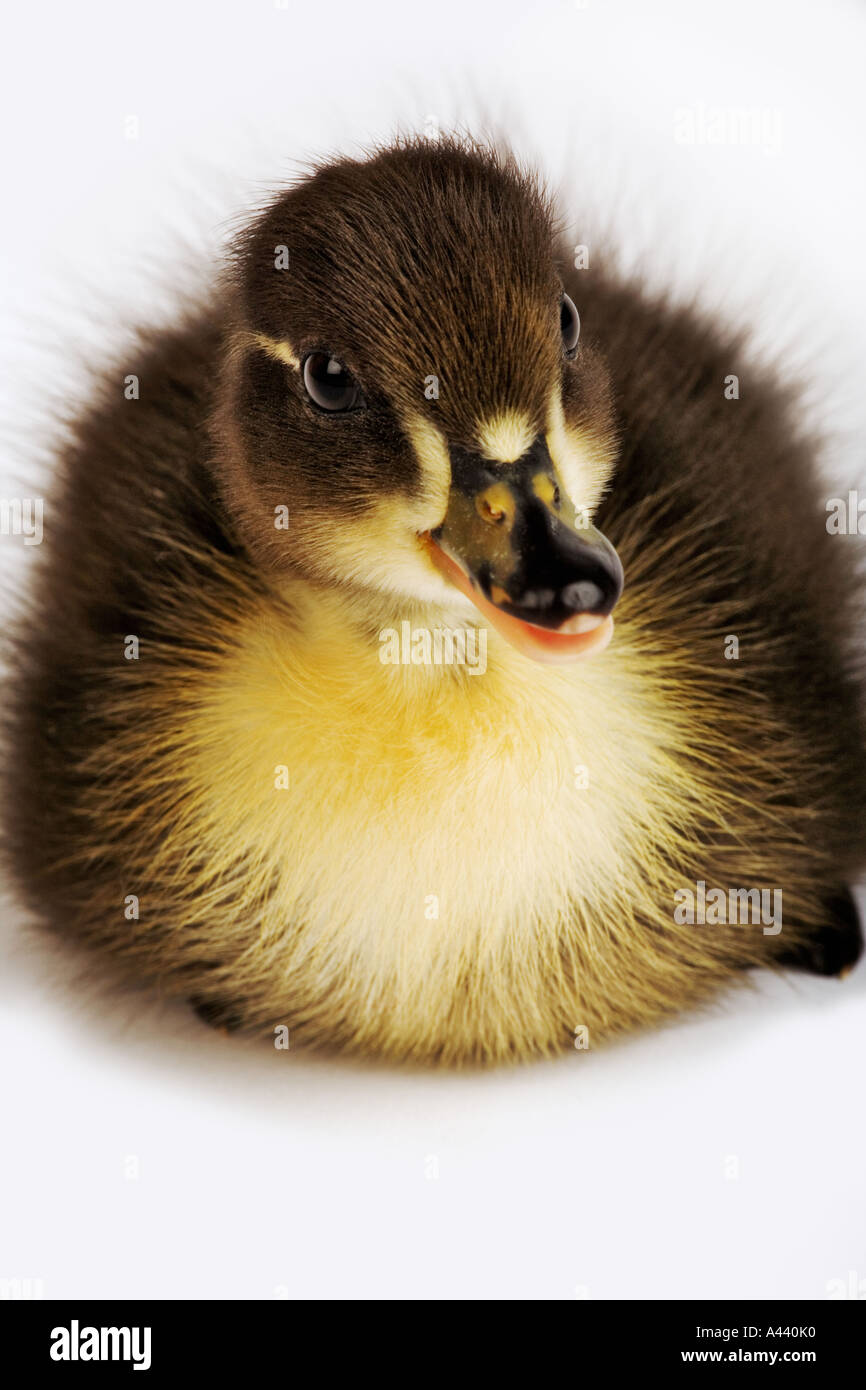 Call Ducks ducklings Small breed of domestic duck developed as calling ducks to lure wild