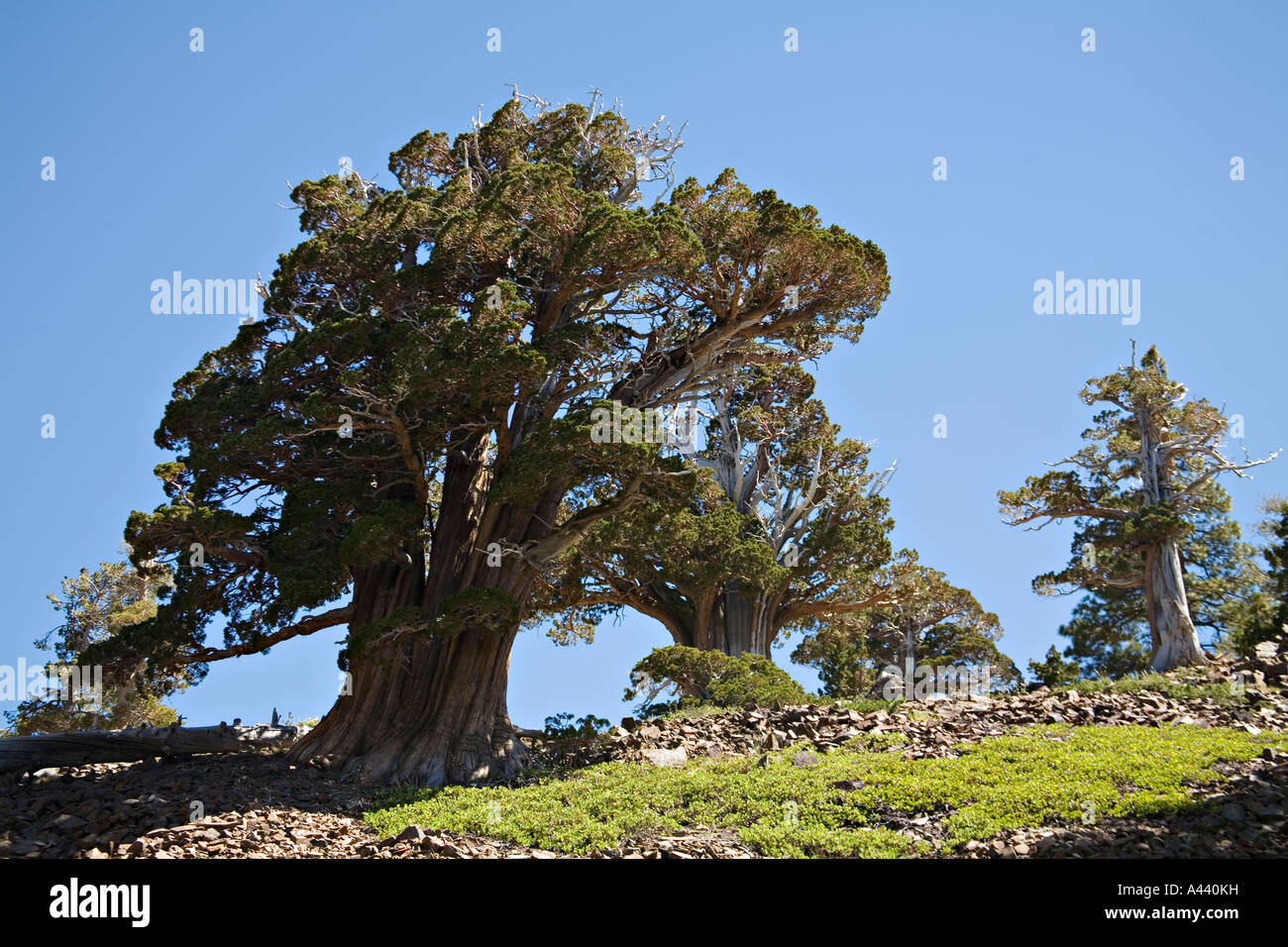 California lake tahoe whitebark pine trees grown on hillside along California lake tahoe whitebark pine trees grown on hillside along