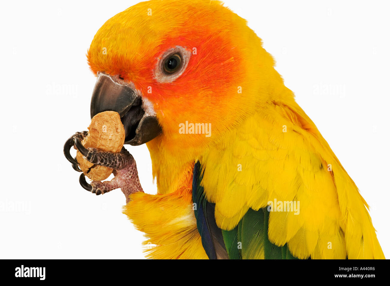 Sun Conure Parrot Aratinga solstitialis Common in the pet trade Stock Photo