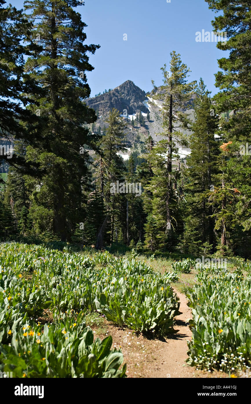 CALIFORNIA Lake Tahoe Ward Creek to Twin Peaks hiking trail  meadow with Mule Ears wildflowers mountain summit Stock Photo