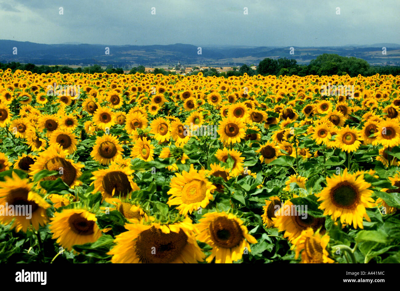 Sunflowers Vincent van Gogh Saint Remy Provence Stock Photo