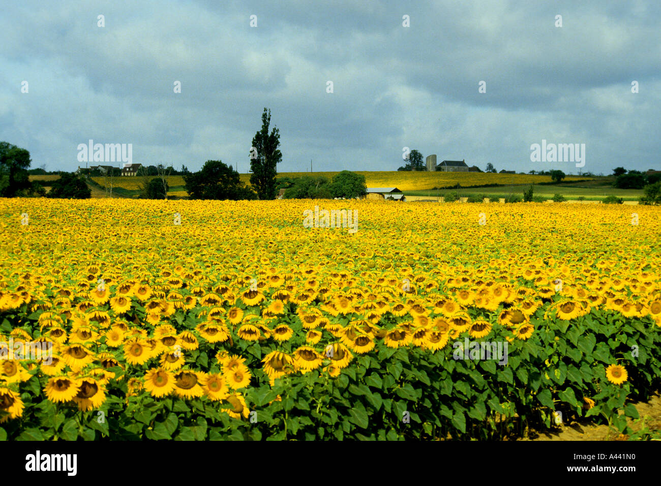 Sunflowers Vincent van Gogh Saint Remy Provence Stock Photo