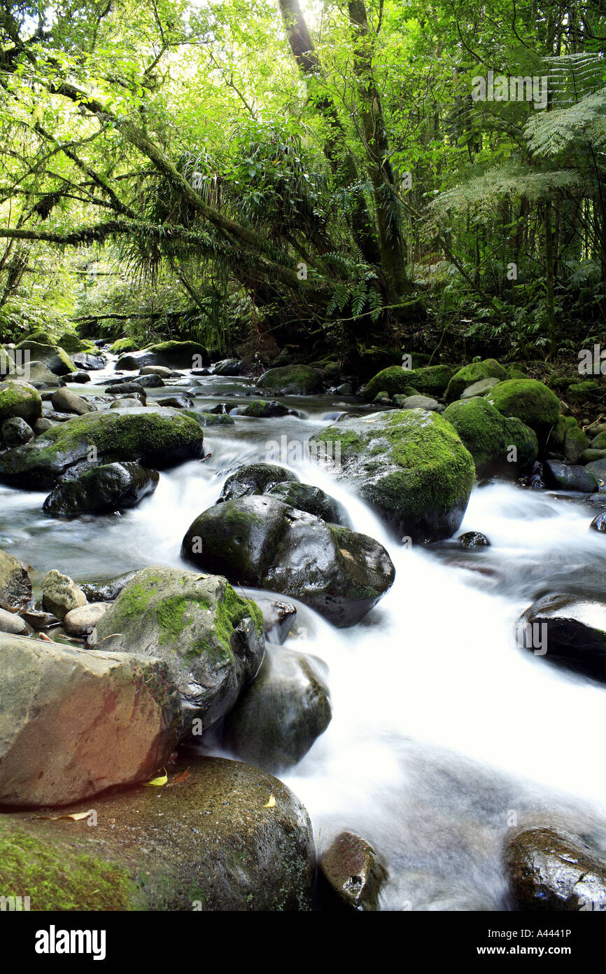 Cool mountain forest hi-res stock photography and images - Alamy