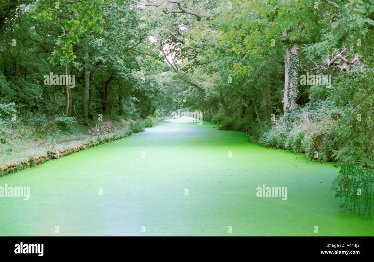 Canal weed covering the Grand Union Canal near Coventry UK Stock Photo