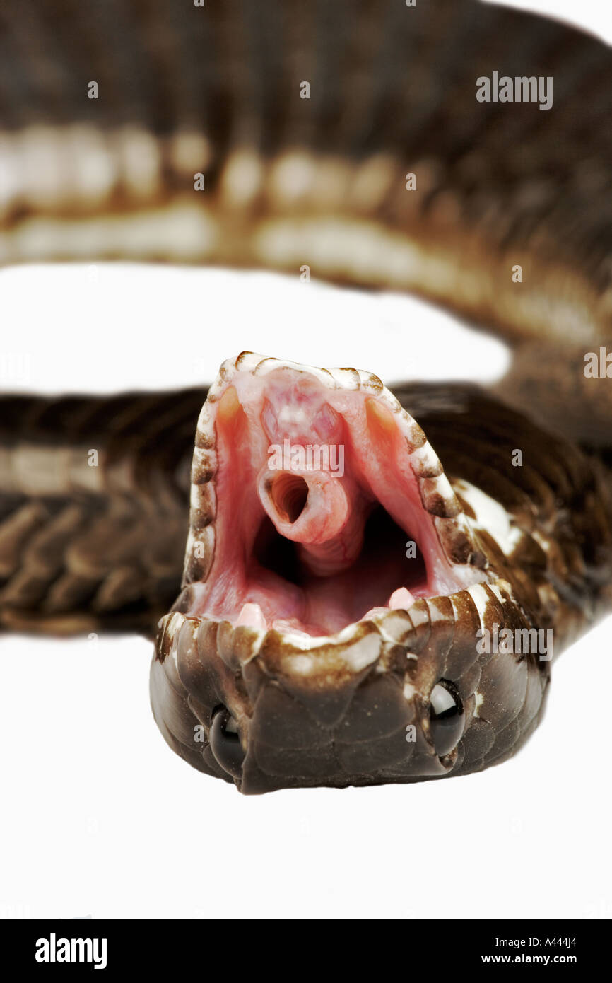 Rinkhals Ring necked Spitting Cobra Hemachatus haemachatus Typical South African snake that fake death as secondary defence Stock Photo
