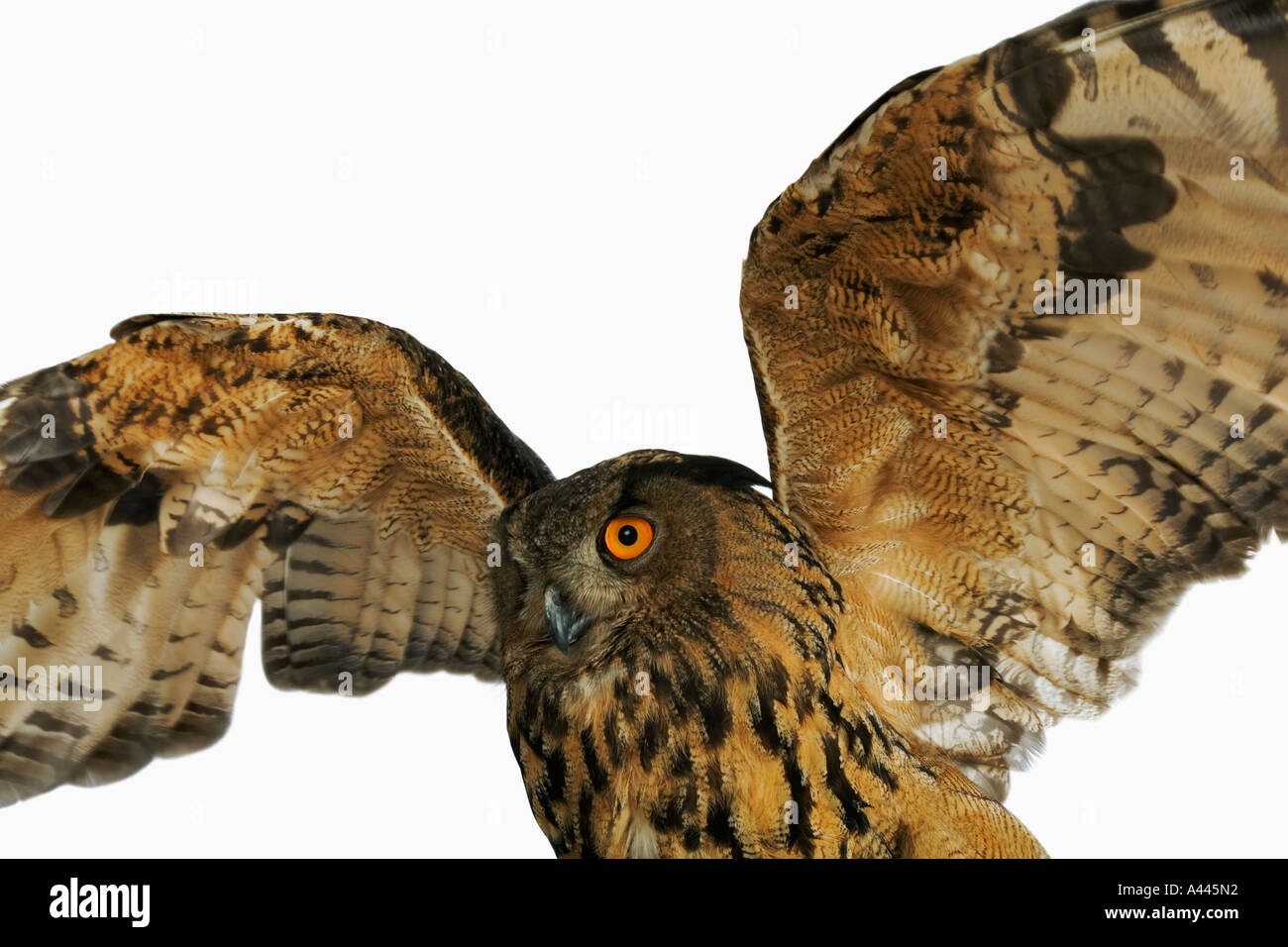 Eurasian eagle owl Bubo bubo Distribution North Africa Europe Asia Middle East Stock Photo