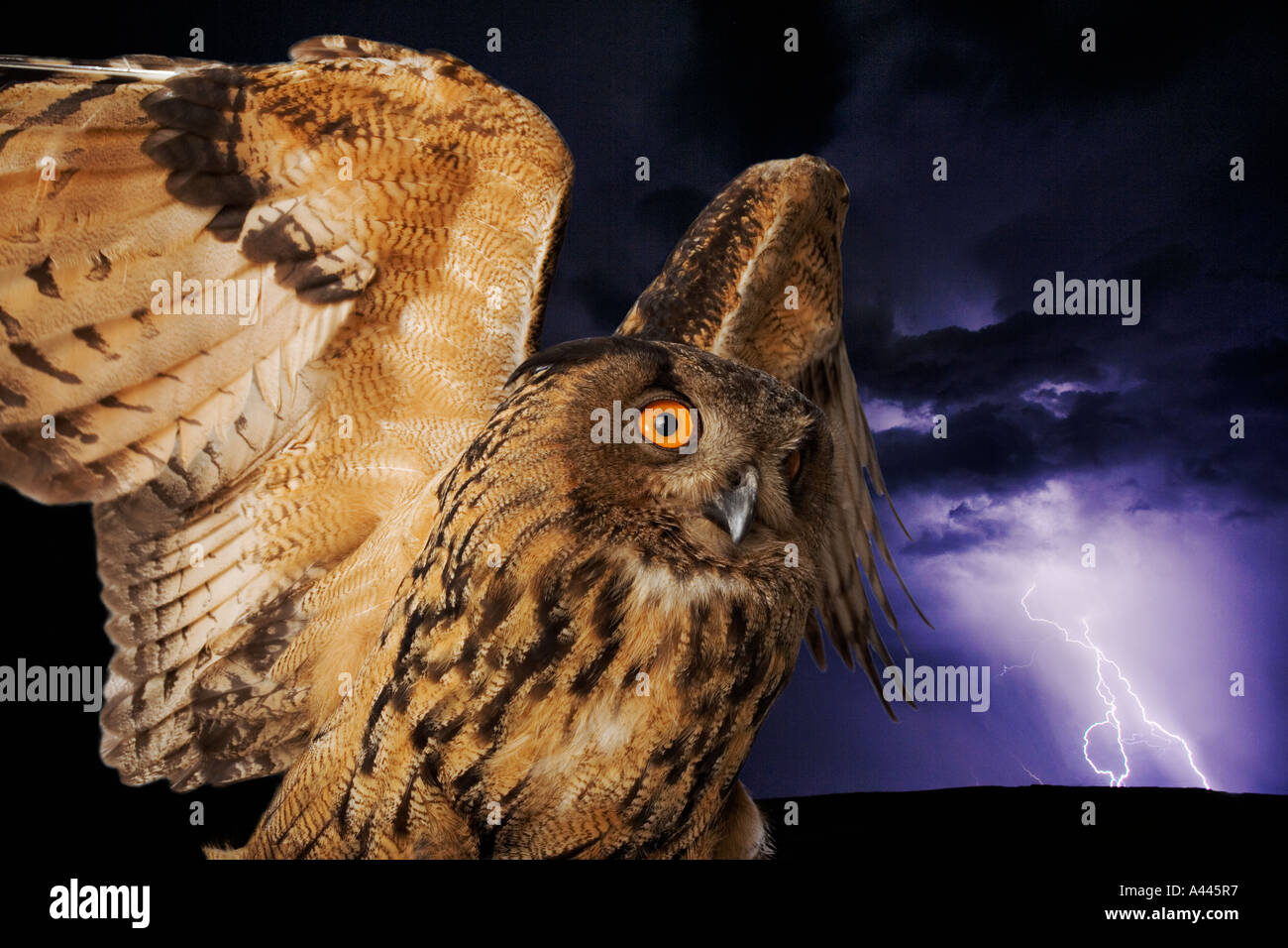 Eurasian eagle owl Bubo bubo Distribution North Africa Europe Asia Middle East Stock Photo