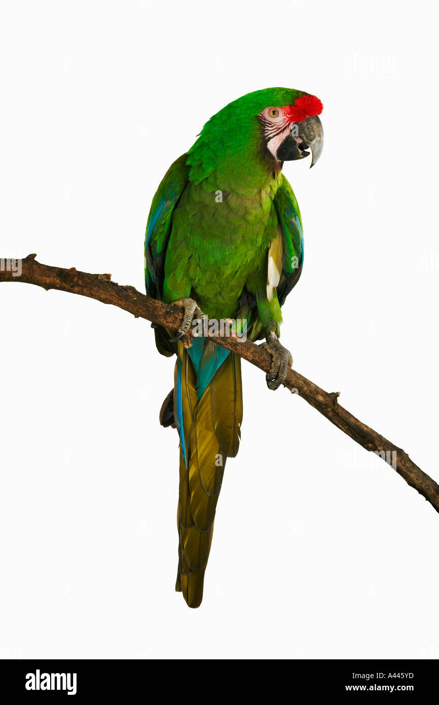 Military Macaw Ara militaris small  macaw that's gentle and even tempered. Found in South Amarica Stock Photo