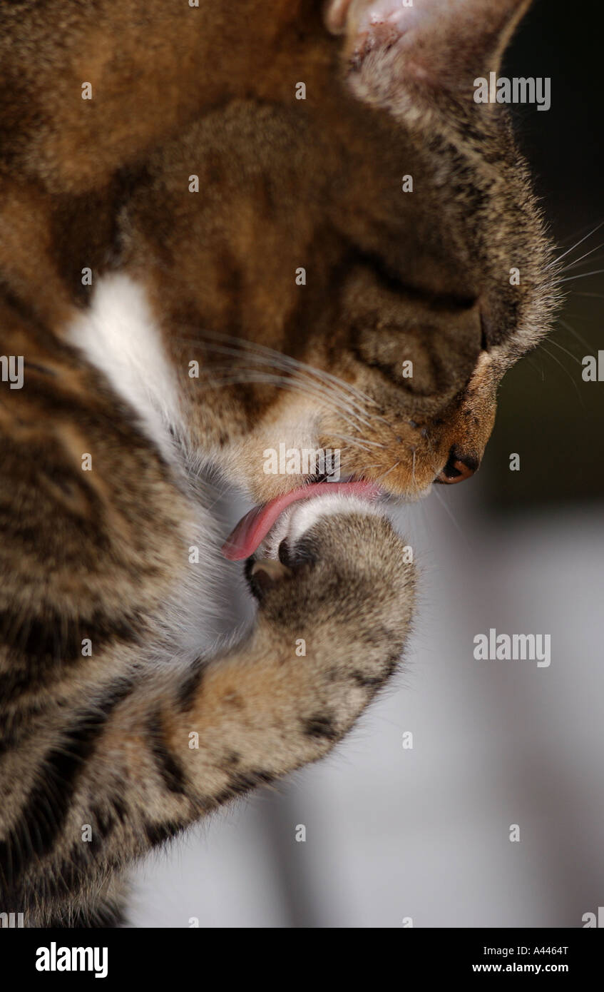 A tabby cat cleans his paw Stock Photo Alamy