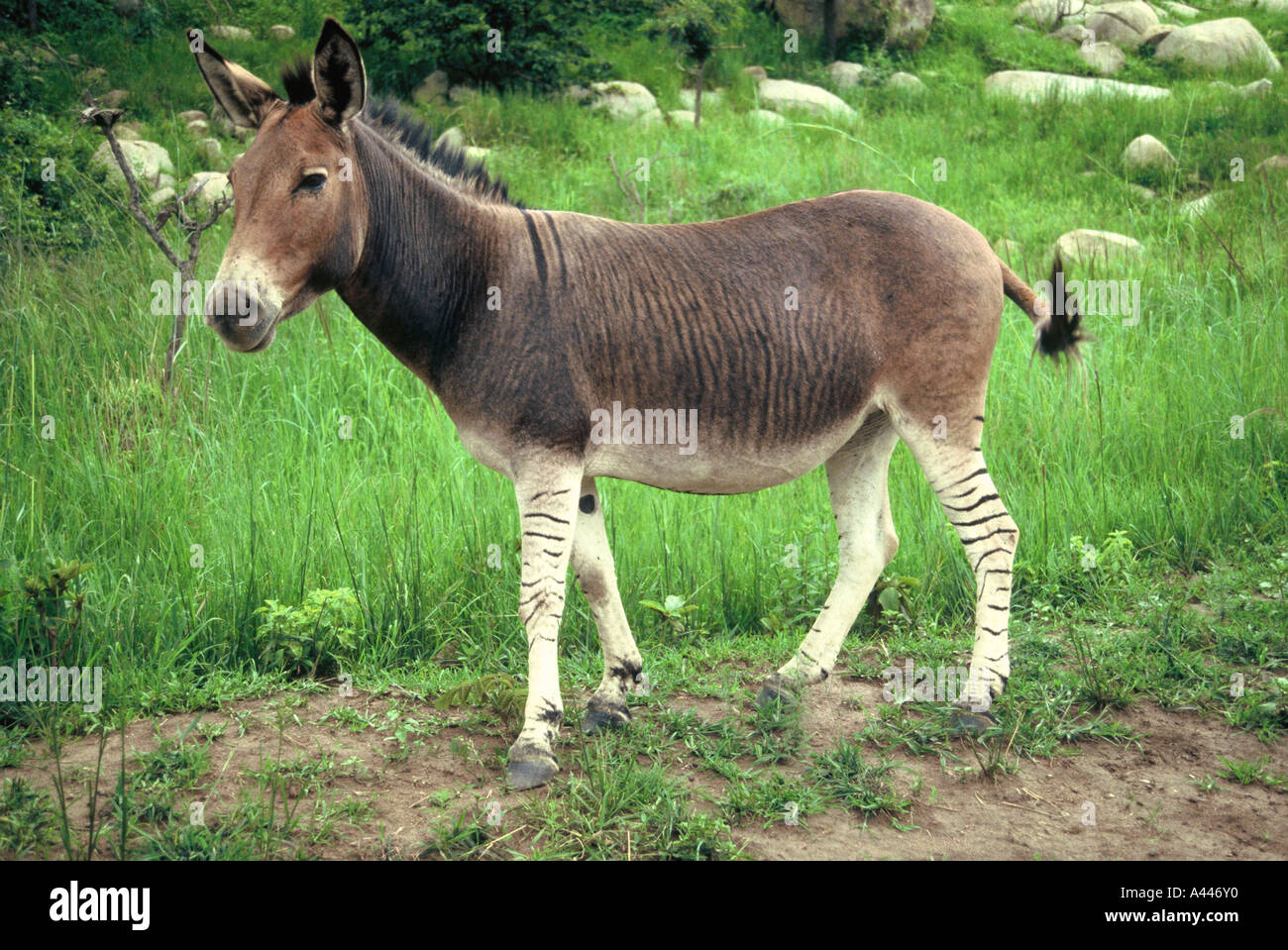 Zebra/Donkey Cross breed Stock Photo