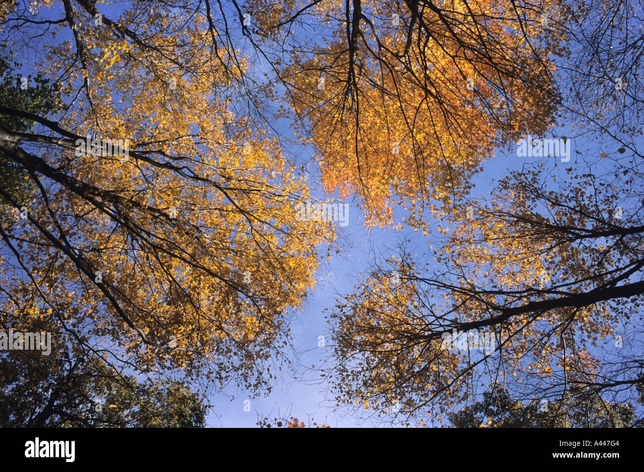 Autumn trees with blue sky, fall foliage Stock Photo