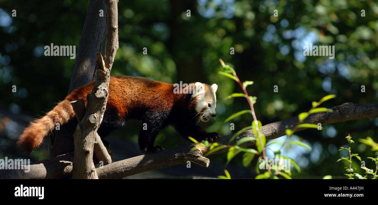A Red Panda at Chester Zoo Stock Photo Alamy
