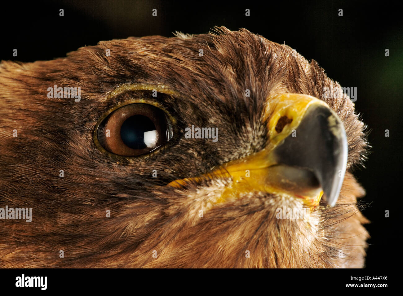 Wahlbergs Eagle Aquila wahlbergi Large bird of prey found in Africa Stock Photo