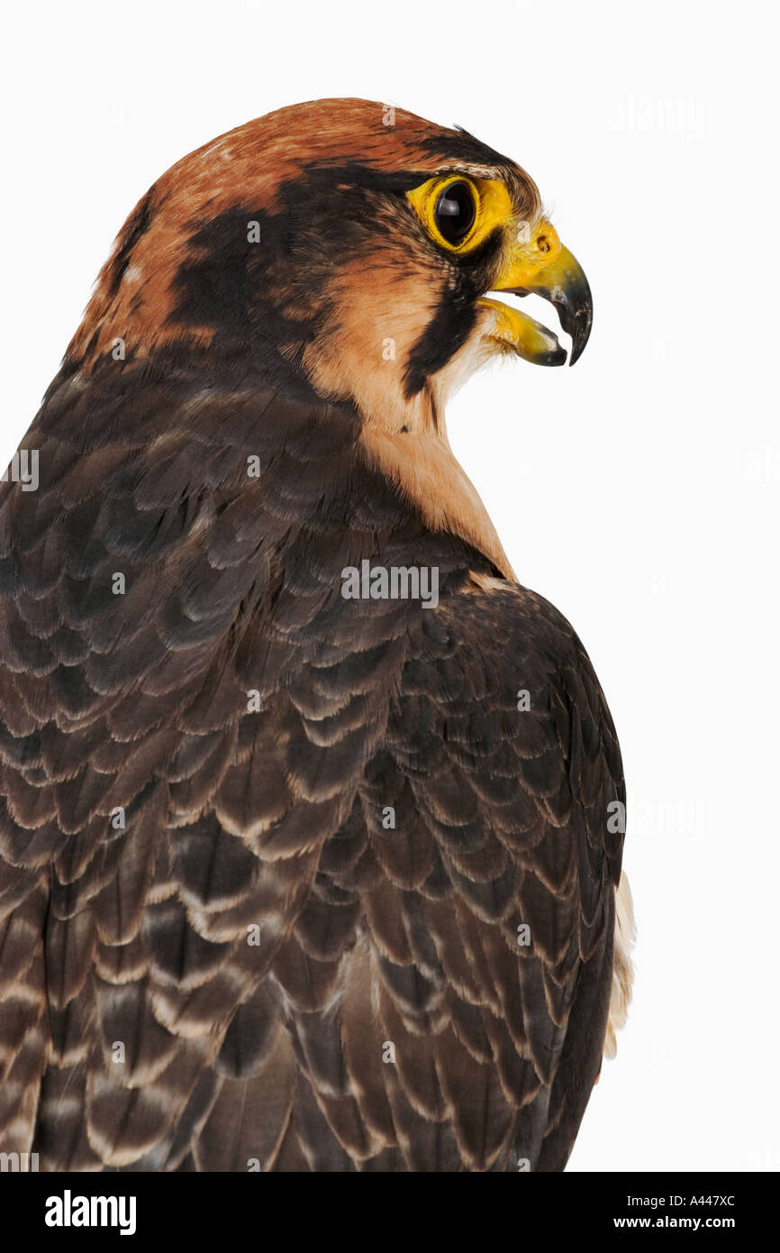 Lanner falcon Falco biarmicus A medium sized falcon known for its swift