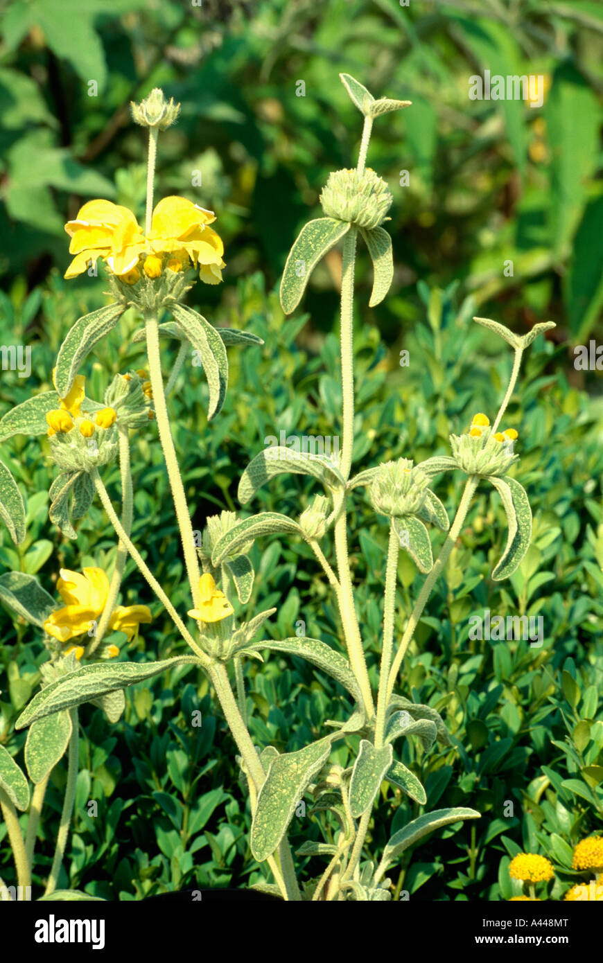 Close-up of yellow Phlomis flowers Stock Photo