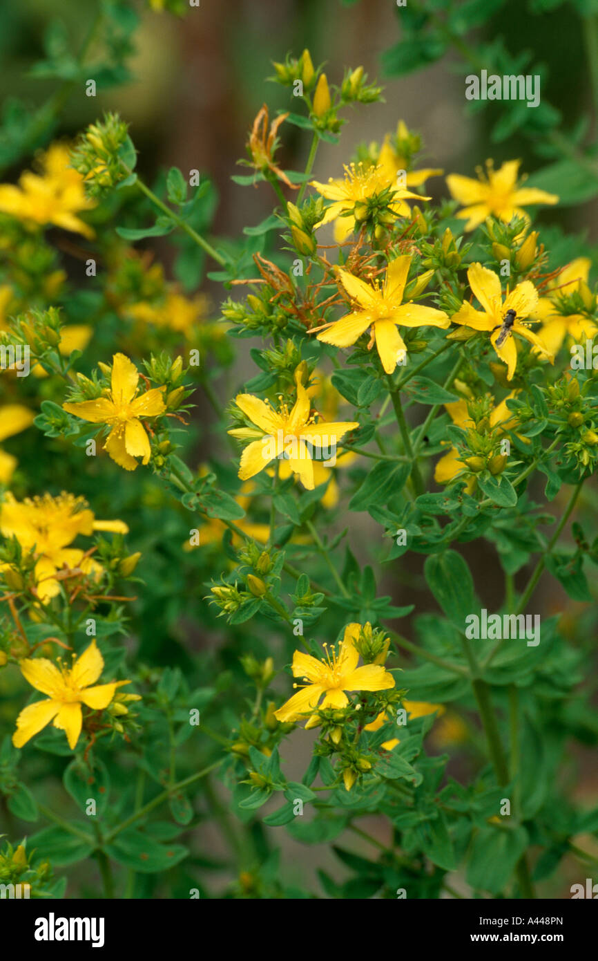 Close-up of yellow hypericum Stock Photo - Alamy