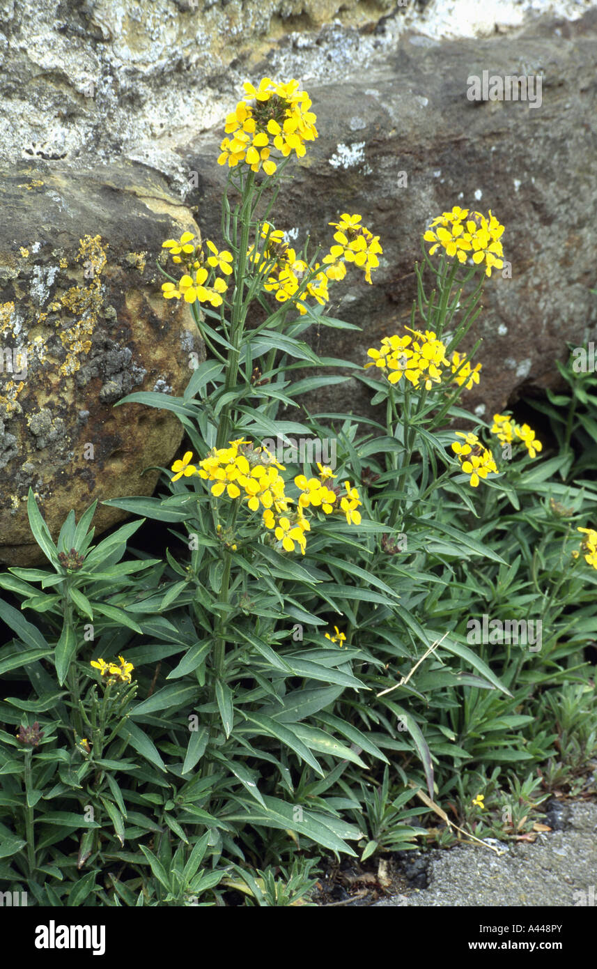 Close-up of yellow Ersysimum Stock Photo