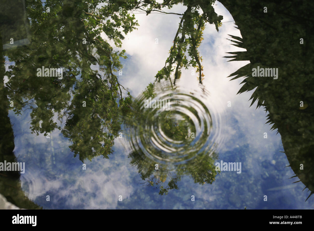 Drop of water in tropical ceynote in Mexico with trees and sky  reflected in water Stock Photo